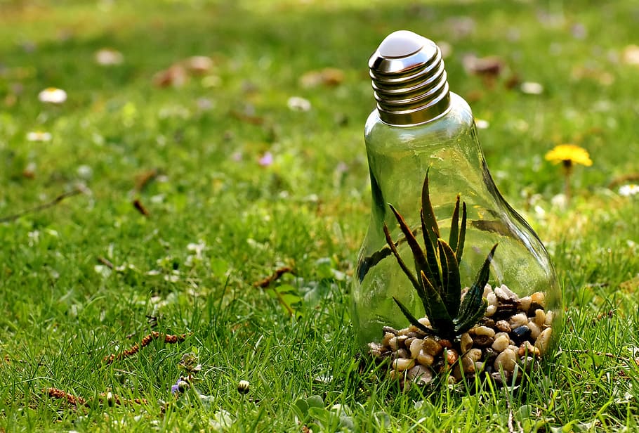 clear bulb with plant inside, environmental protection, nature, HD wallpaper