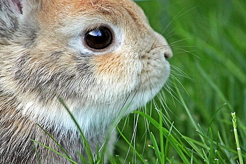 brown and white rabbit, dwarf rabbit, easter, hare, long eared HD wallpaper