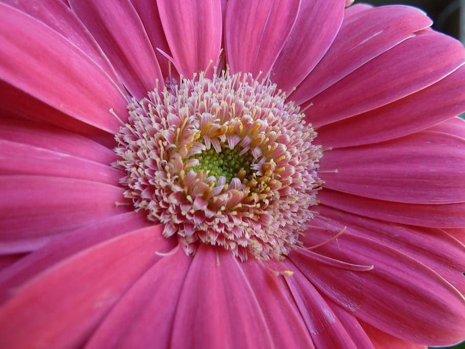 gerbera, daisy, pink, flower, flowering plant, freshness, petal HD wallpaper