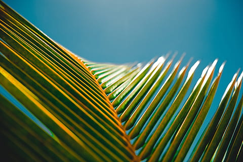 photography of banana leaves, green palm tree leaf, blue sky HD wallpaper