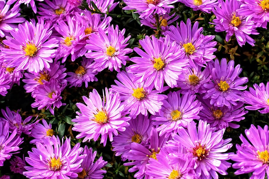 background, texture, structure, pattern, flowers, asters, herbstastern HD wallpaper