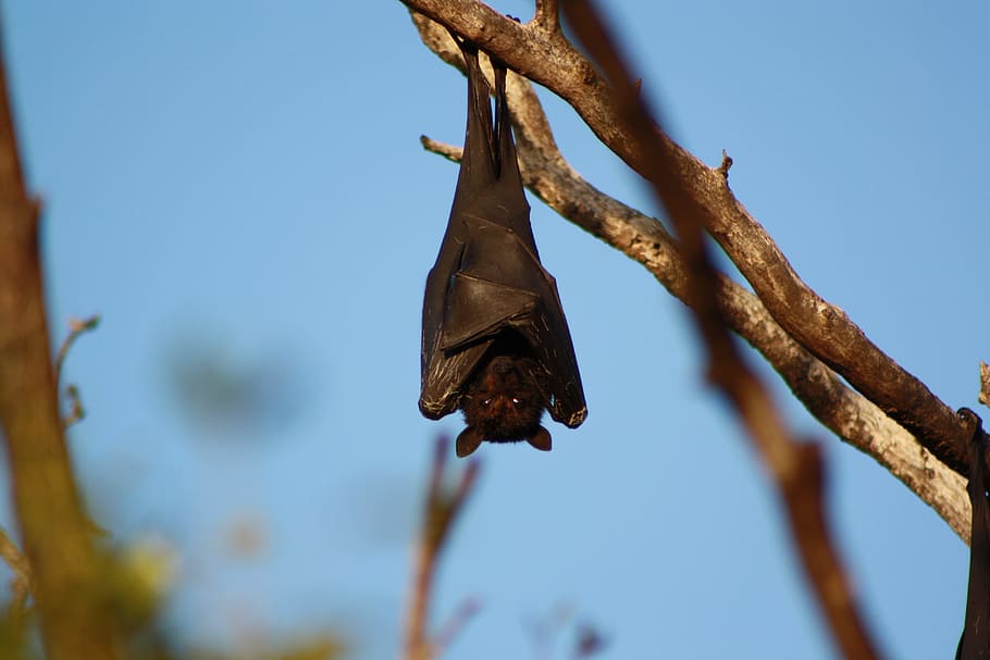 bat on brown twig at daytime, hanging, wildlife, focus on foreground HD wallpaper