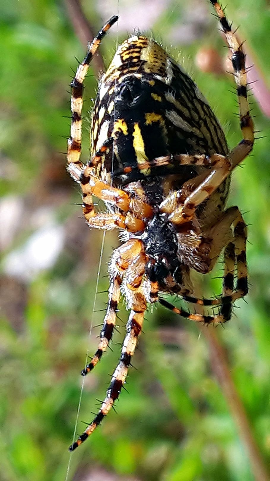 spider, spider web, close, cobweb, macro, network, animals in the wild HD wallpaper
