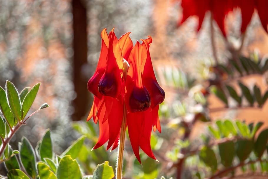 flora, leaf, flower, tree, spring, blossom, swainsona formosa HD wallpaper