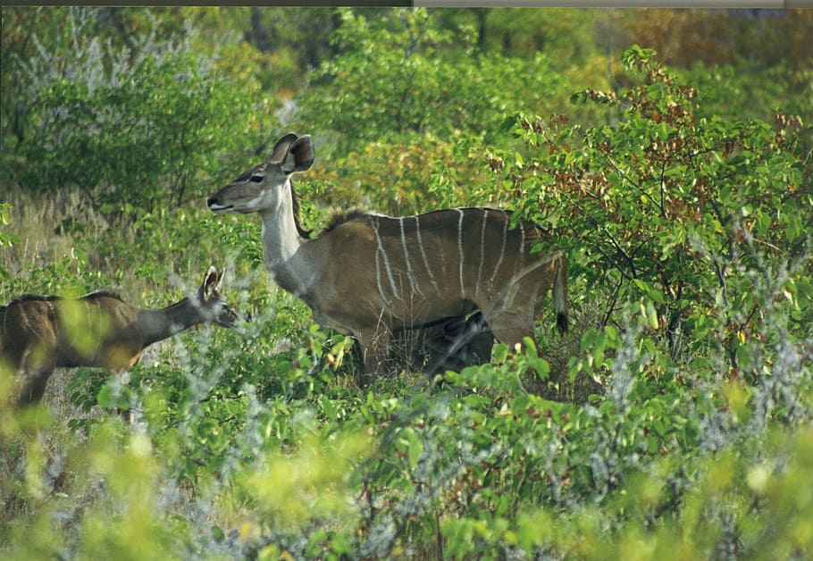 mammal, antelope, large kudu, strepsiceros, africa, namibia, HD wallpaper