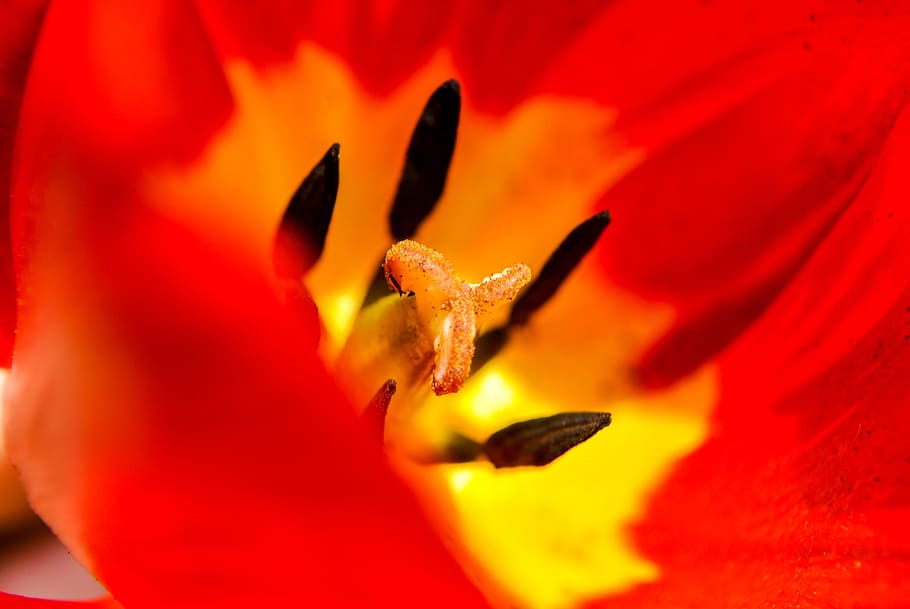tulip, macro, flower, flora, red, plant, colored, the interior of the HD wallpaper