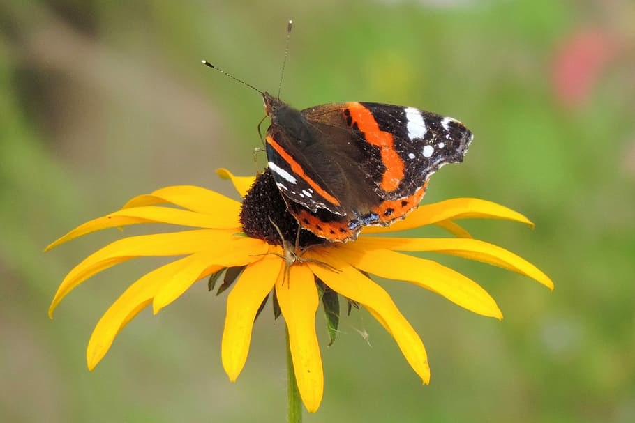 nature, insect, animal themes, animal wildlife, flower, flowering plant HD wallpaper