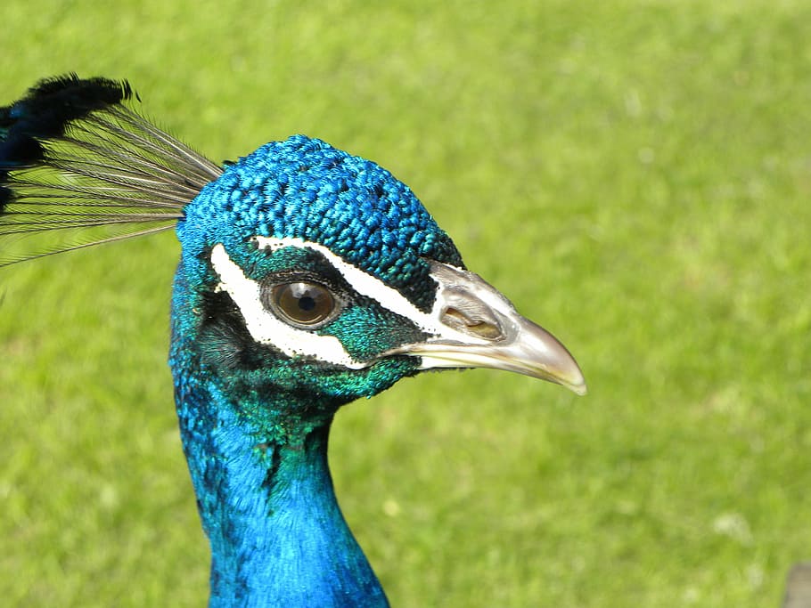 peacock, bird, bright, texture, elegant, blue, green, exotic HD wallpaper