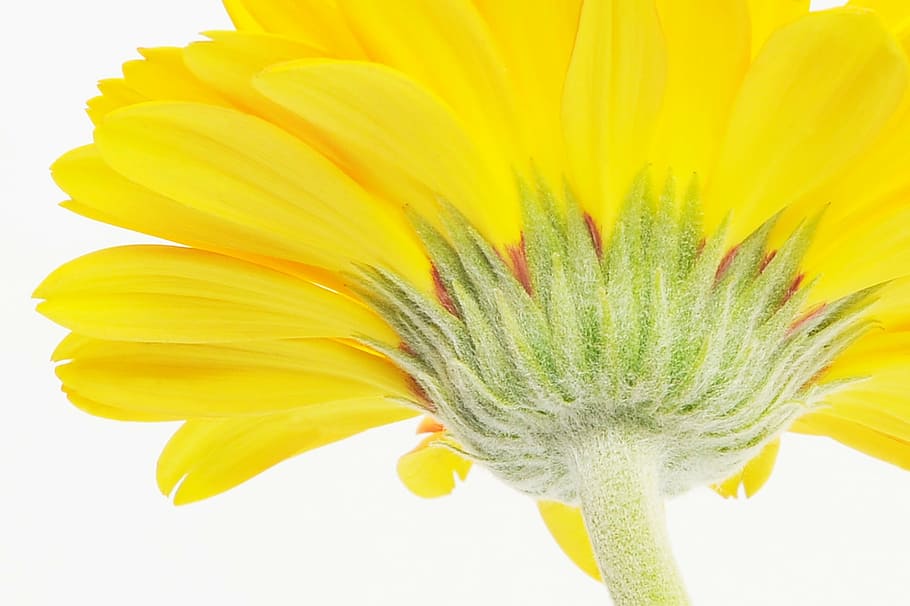 gerbera, germini, flower, spring, blossom, bloom, affection HD wallpaper