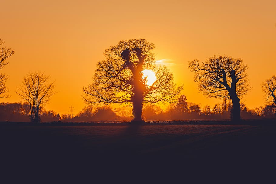 silhouette of trees during sunset, nature, orange, landscape HD wallpaper