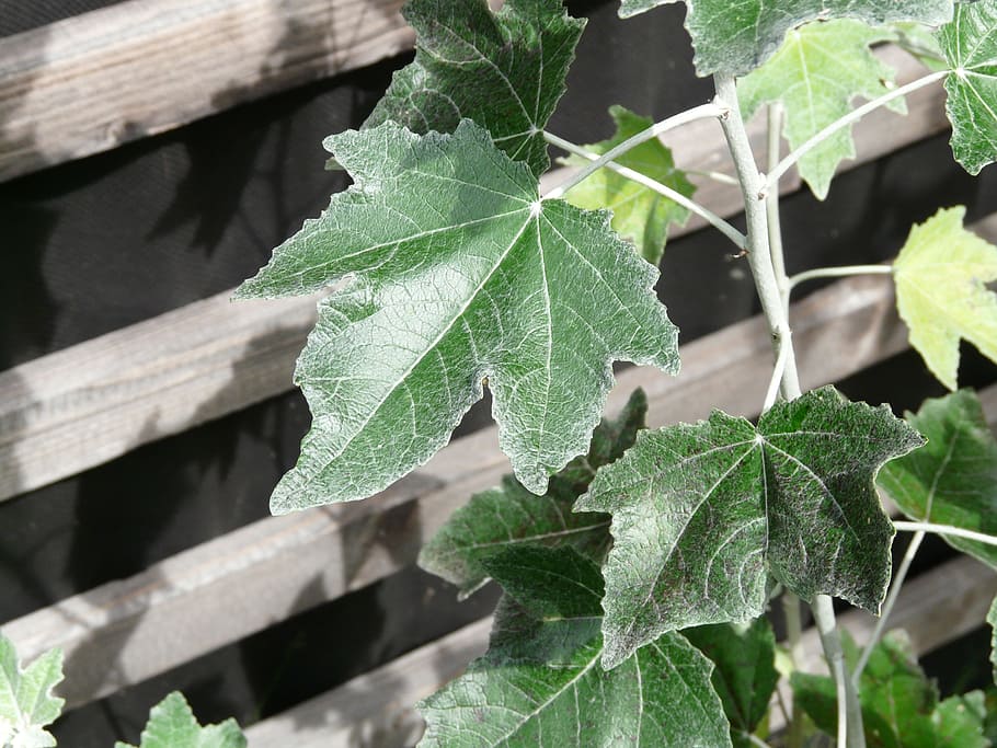 Leaf, Close, Populus Alba, Tree, green, poplar, white poplar HD wallpaper