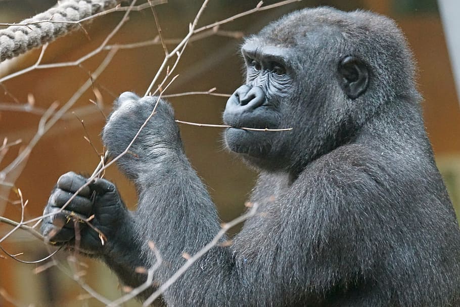 animals, primate, gorilla, lowland gorilla, apes, mammal, animal wildlife HD wallpaper