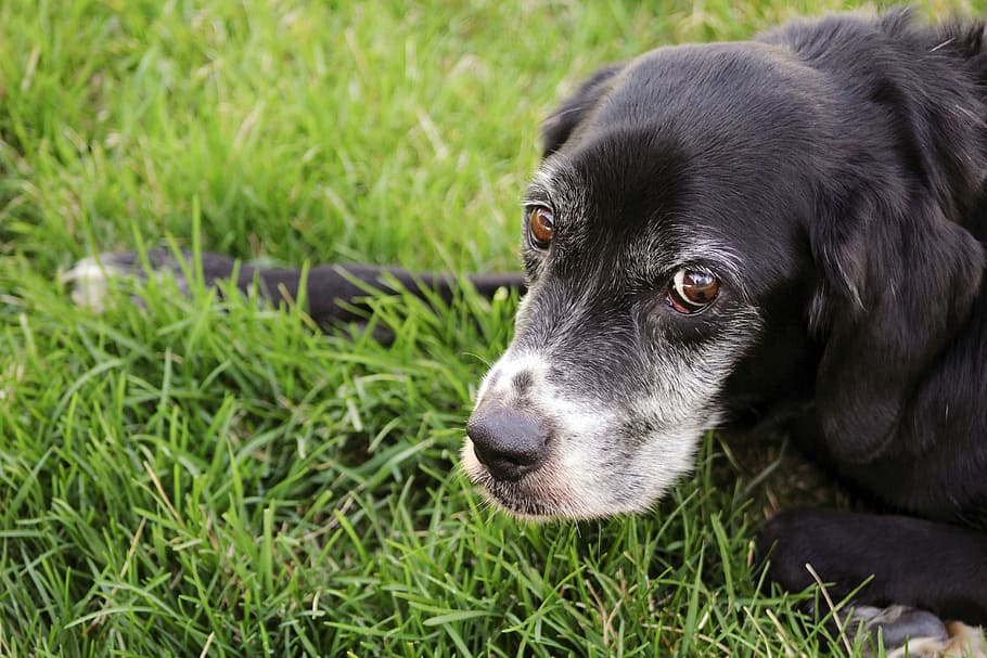 Black, Labrador, summer, green, looking, animal, dog, innocent HD wallpaper