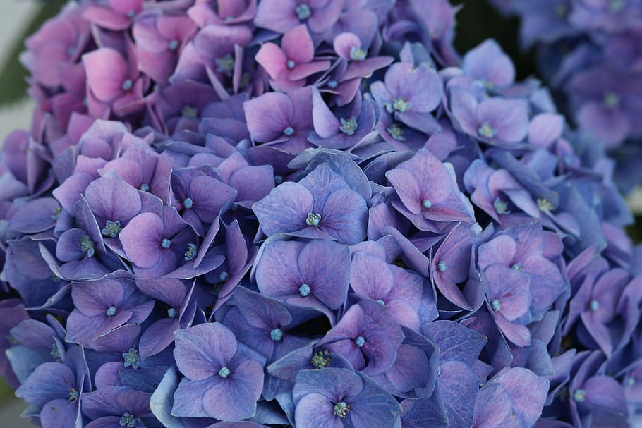 Hydrangea, Blossom, Bloom, blue, purple, macro, flower, close HD wallpaper