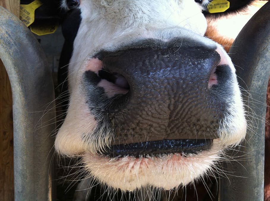 Cow, Nose, Close, animal body part, animal head, one animal HD wallpaper