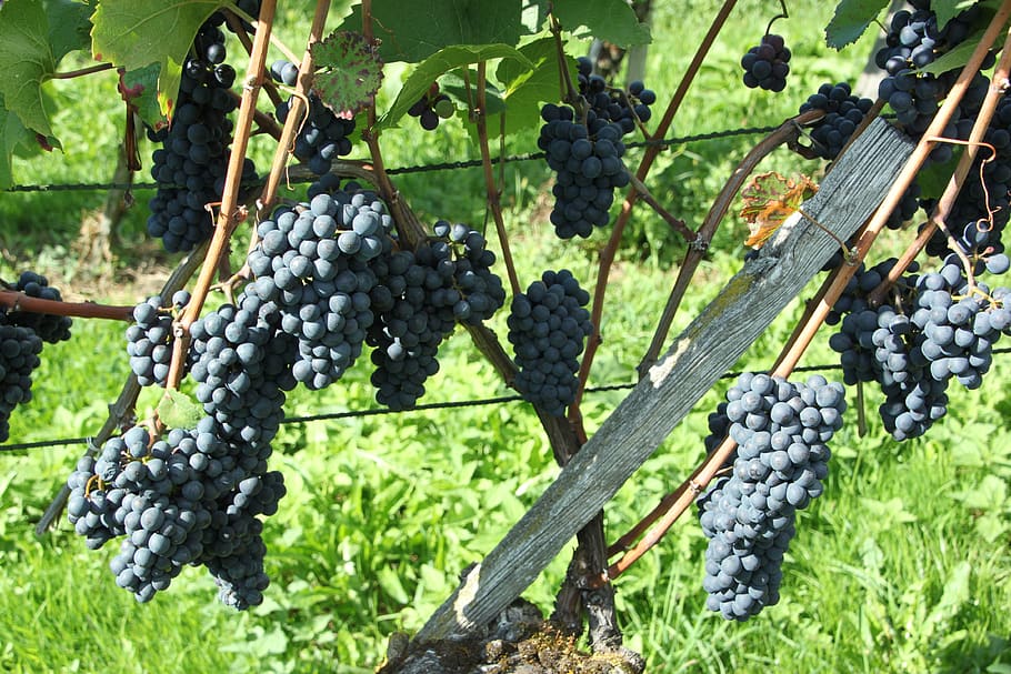 pinot noir, fruit, climber plant, agriculture, vineyard, grow, HD wallpaper