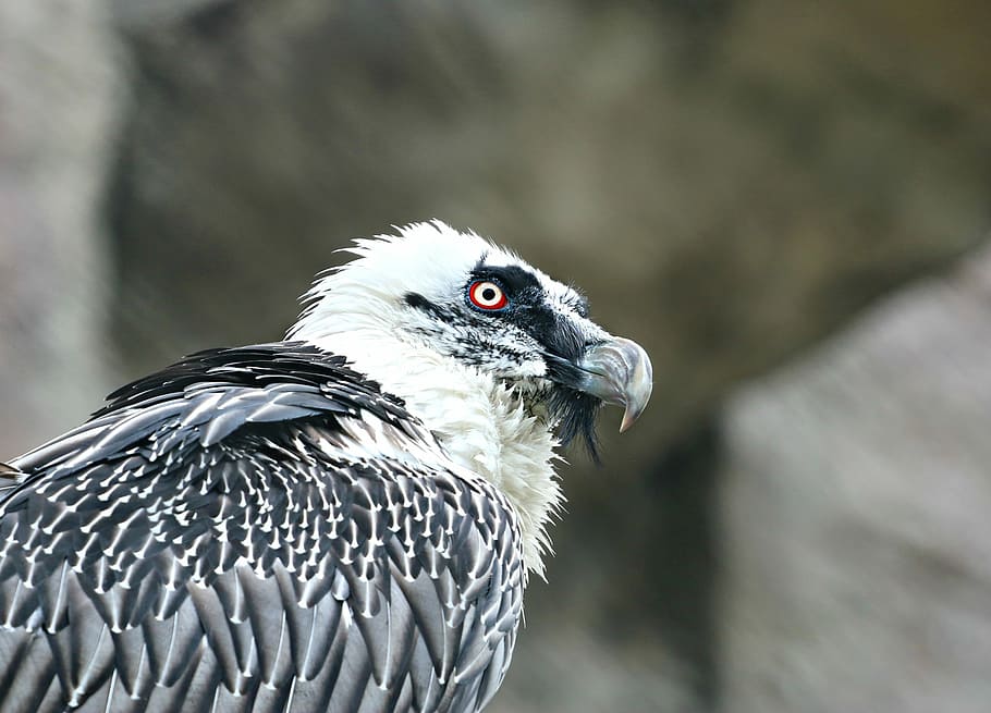 eagle, vulture, predator, beak, bird, eye, tranquility, fidelity HD wallpaper