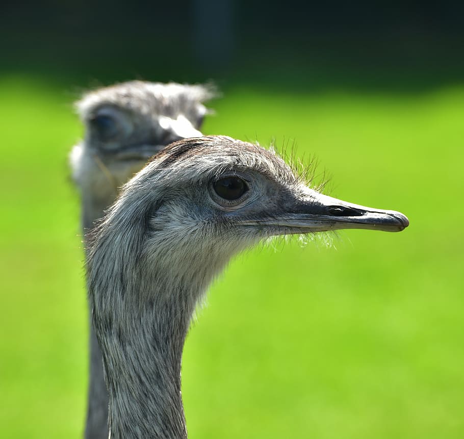 rhea bird, flightless bird, argentina, portrait, animal portrait, HD wallpaper