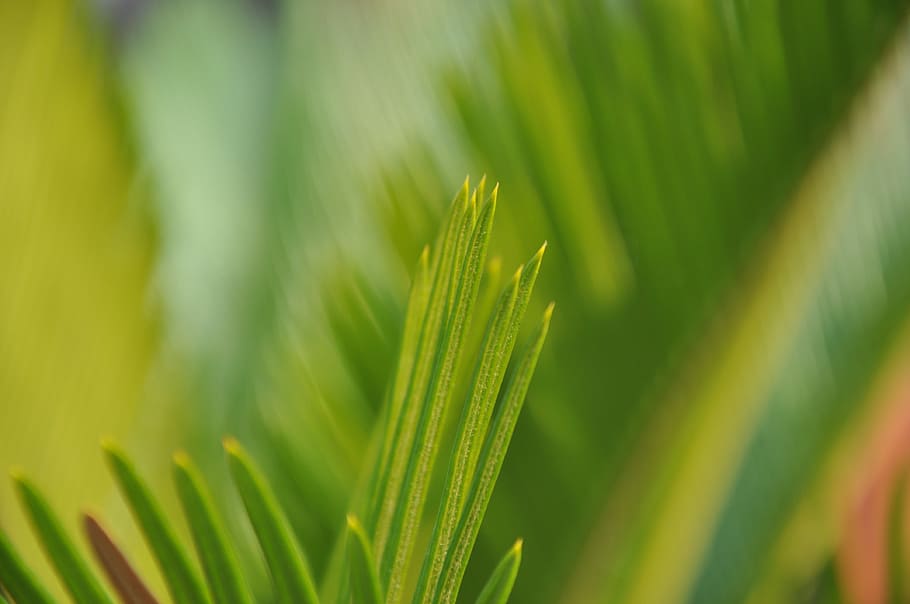 Green, Plant, Artistic, Conception, artistic conception, green color HD wallpaper