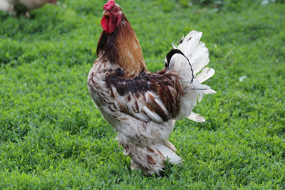Birds, Colors, green, chicken - bird, grass, livestock, rooster HD wallpaper