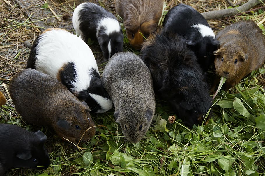 guinea pig, many, mass, quantitative, guinea pig breeding, small animals HD wallpaper