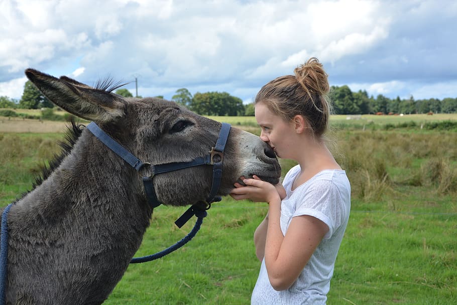 woman kissing donkey on nose in field during daytime, young woman, HD wallpaper