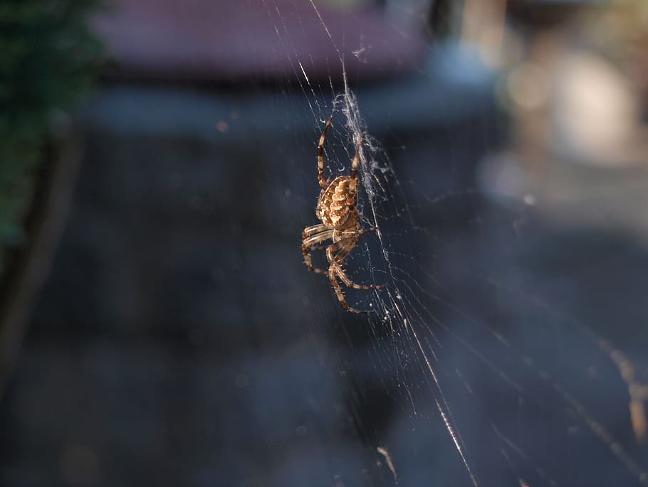 spider, cobweb, insect, araneus, close up, spider web, close-up HD wallpaper