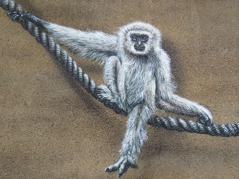 monkey, wall art, zoo, berlin, lichtenberg, germany, animal HD wallpaper