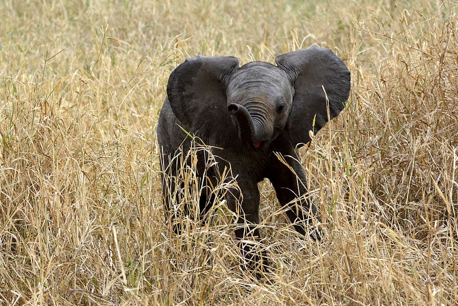 black elephant on brown grass during daytime, baby, slůně, amboseli, HD wallpaper