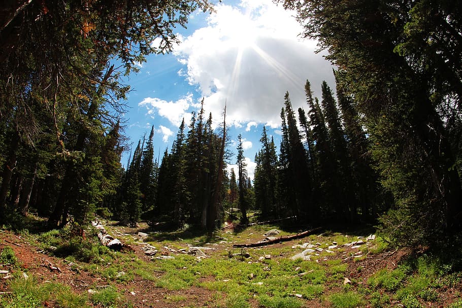 trees, forest, sky, cloud, nature, green, landscape, environment HD wallpaper