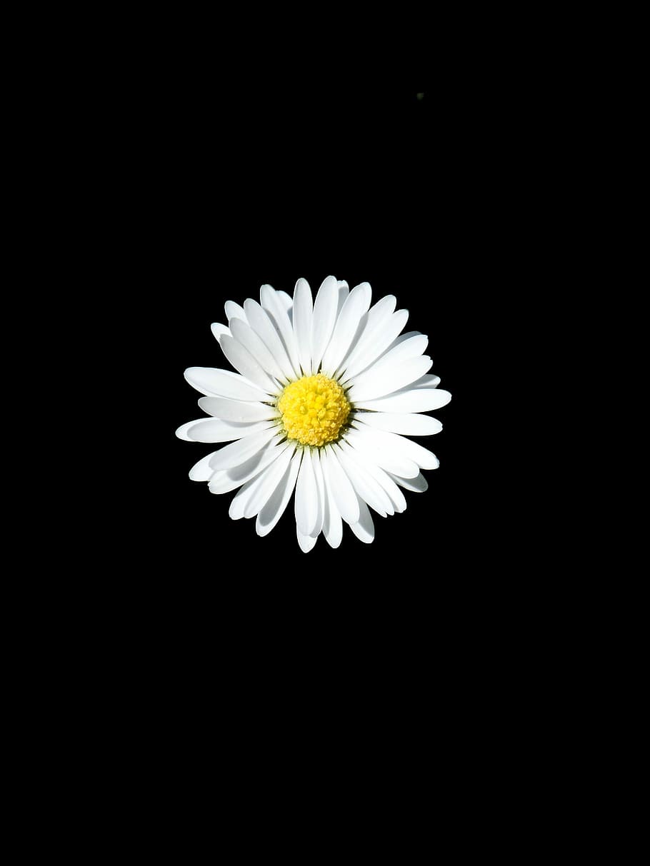 Daisy, White, Flower, Yellow, pointed flower, tausendschön, HD wallpaper