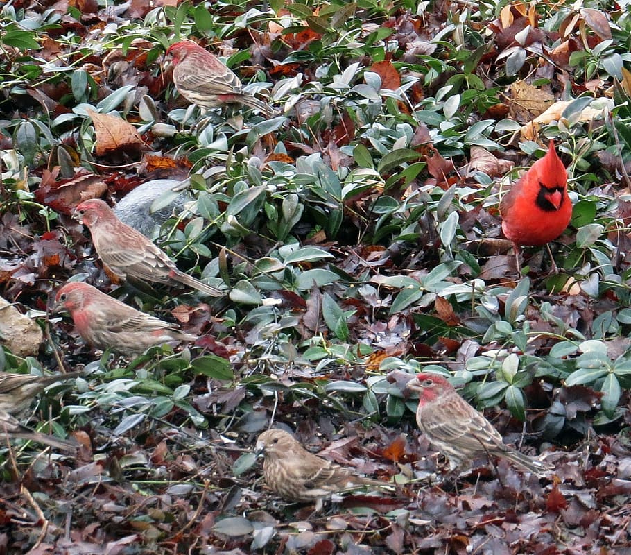 Cardinal, Birds, red, leaf, animal themes, one animal, no people HD wallpaper
