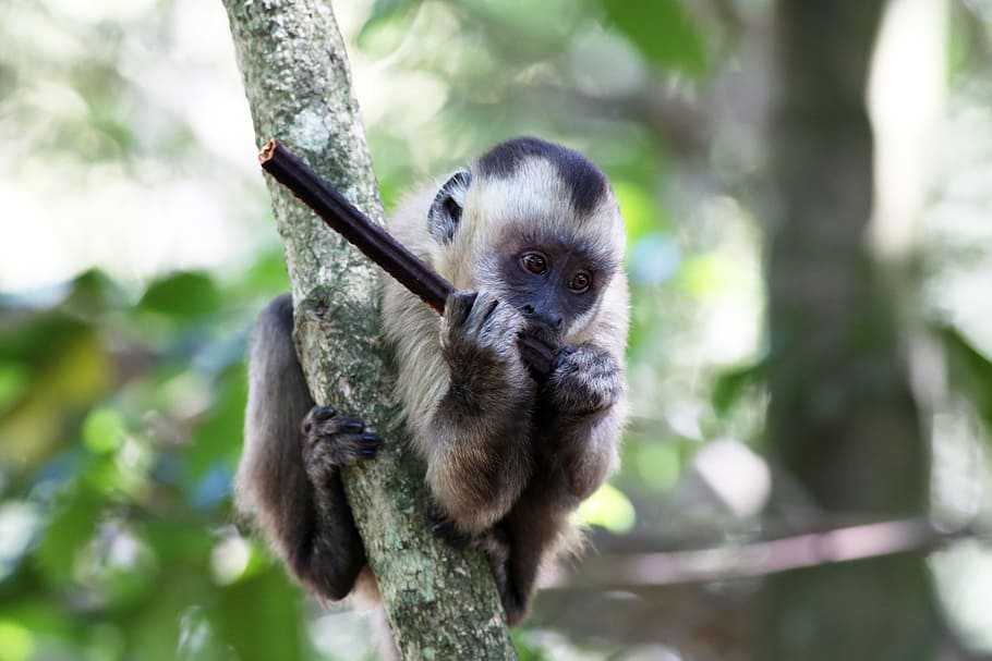 capuchin monkey, feeding, primate, animal, wild, natural habitat HD wallpaper