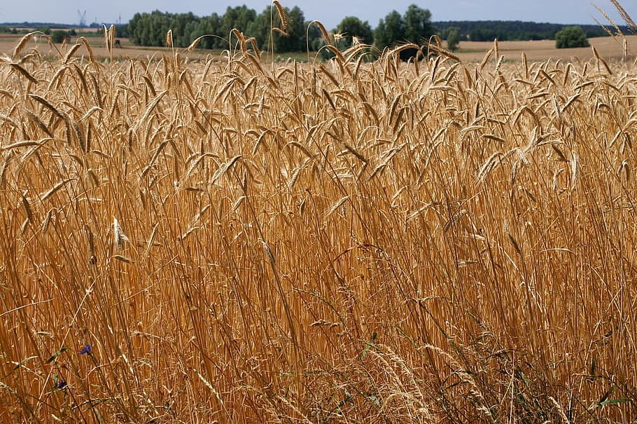 Wheat, Field, Grain, Crop, Brown, Stalks, agriculture, rural HD wallpaper
