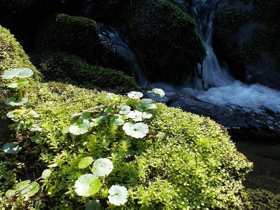 Bach, Nature, Environment, Mood, Water, green, habitat, moss HD wallpaper