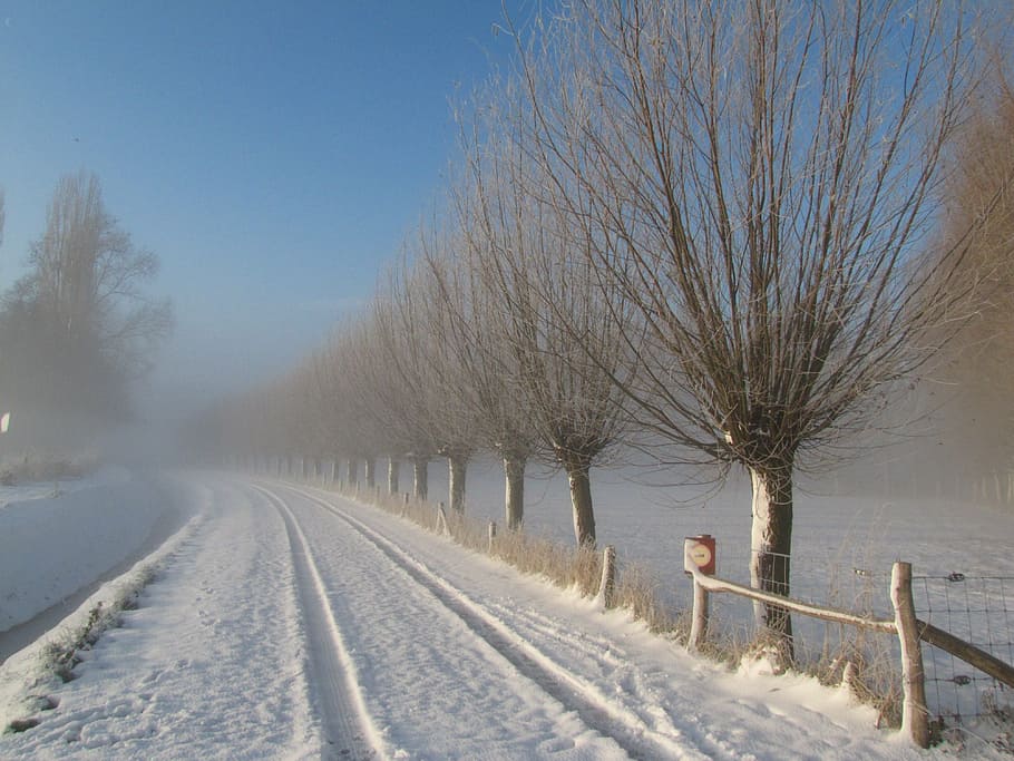 winter, snow, willow, road, snow landscape, cold temperature HD wallpaper