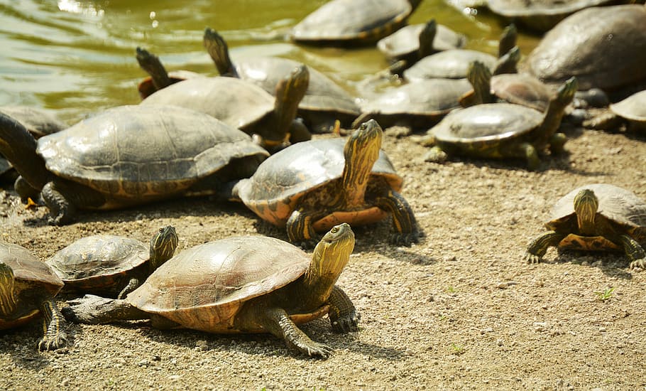 turtle, animal, foreground, animals, reptile, zoo, reptiles HD wallpaper