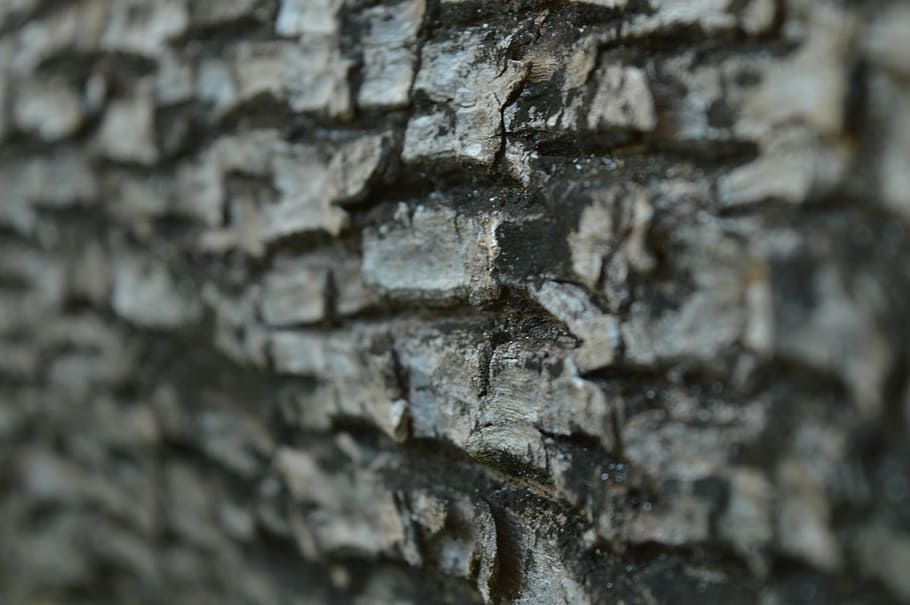 bark, tree, plant, nature, texture, pattern, natural, trunk HD wallpaper