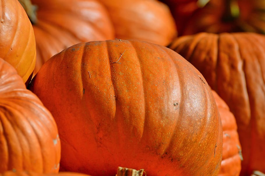 pumpkin, fruit, orange, autumn, cucurbita maxima, choose, large HD wallpaper