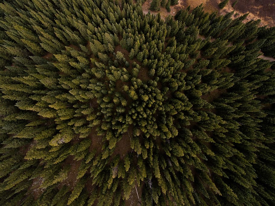 top view of pine trees, aerial, photo, green, plants, forest HD wallpaper