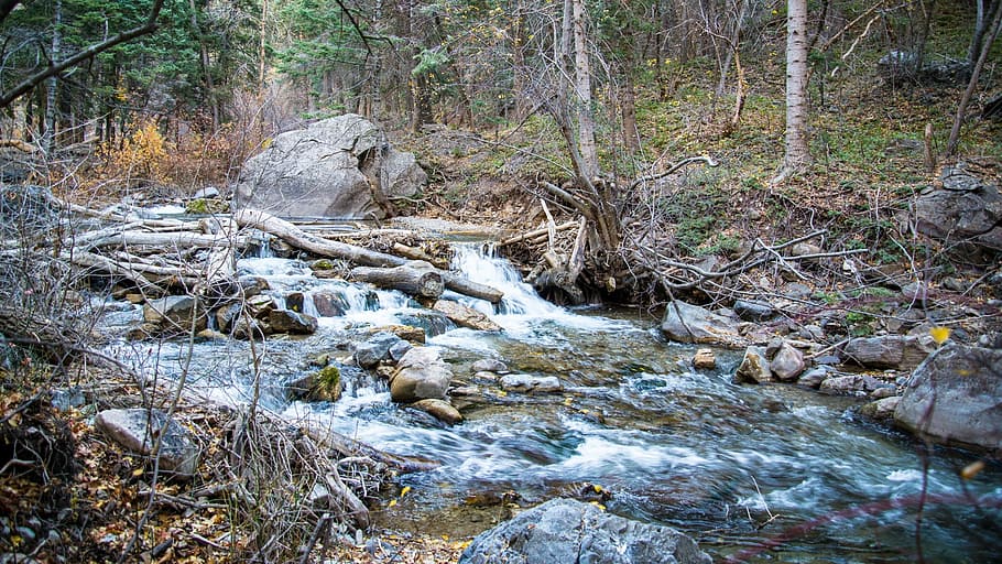 river bank surrounded by trees, body, water, stream, rocks HD wallpaper