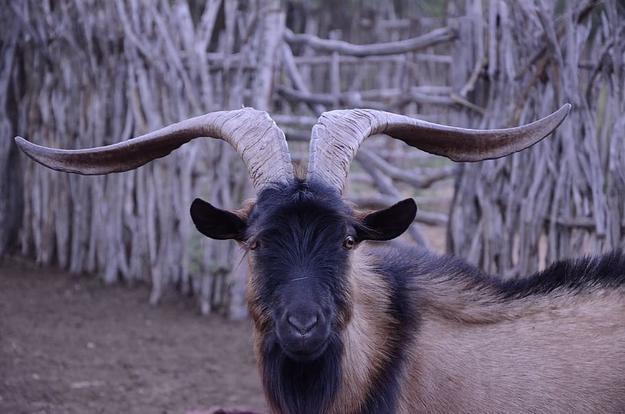 billy-goat, horns, large, about, rustic, mammal, animal themes HD wallpaper