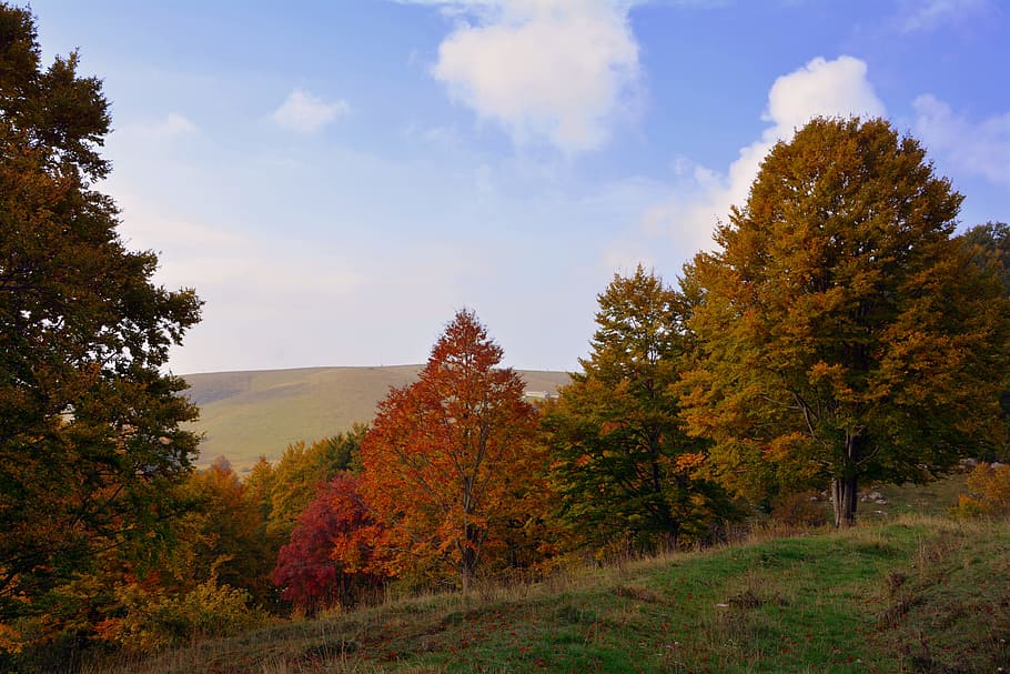 excursion, trees, autumn, mountain, the european path, e5, lessinia HD wallpaper