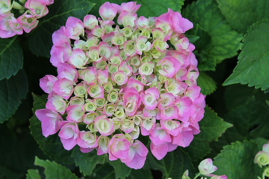 hydrangea, pink hydrangea, hydrangea flower, blossom, bloom HD wallpaper