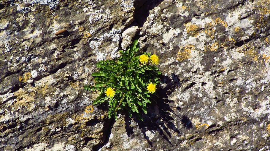 kennedy, nature, stone, plant, growth, textured, no people HD wallpaper