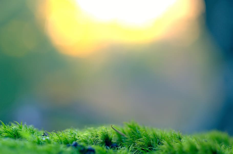 selective focus photo of green grass, moss, vegetation, bokeh HD wallpaper