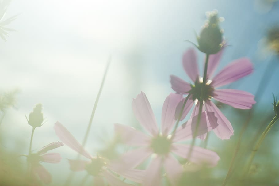 close up photo of pink cosmos flowers, sun, light, background HD wallpaper