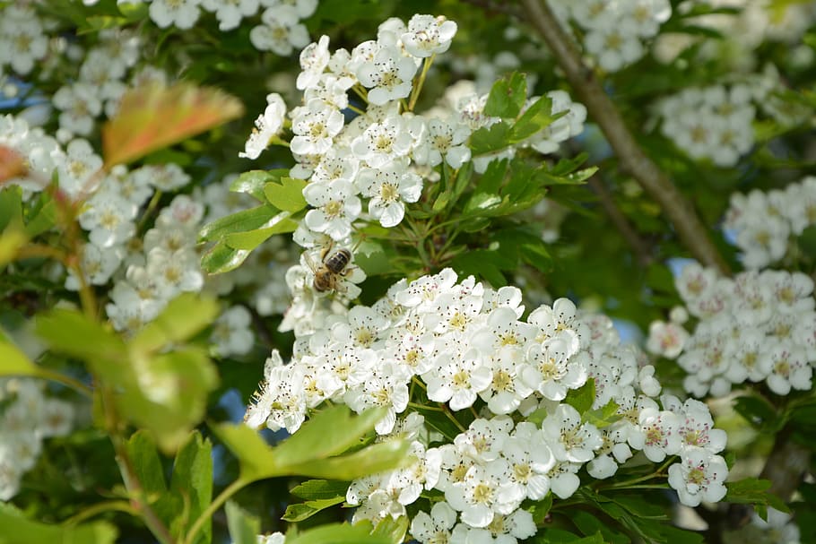 flowers, leaves, hawthorn, tree, shrub, flowered, plant, garden, HD wallpaper