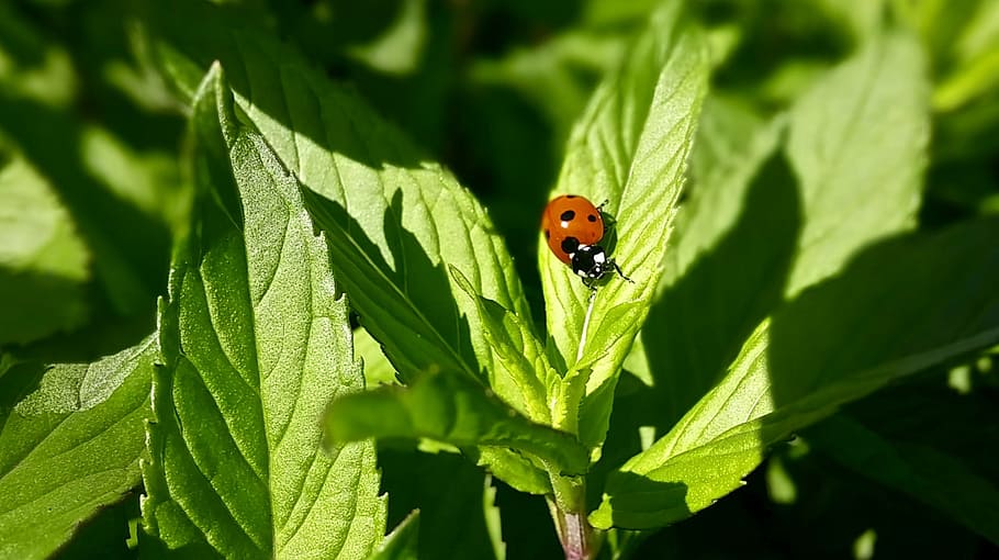 red ladybug perched on green leaf plant, mint, leaves, black HD wallpaper