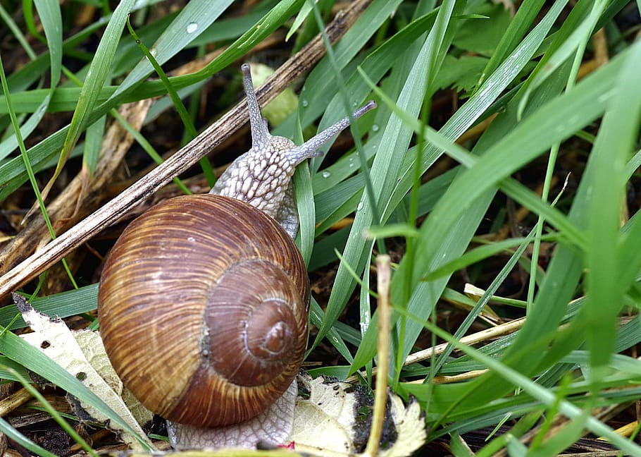 snail, winniczek, a delicacy, french, seashell, edible, grass, HD wallpaper